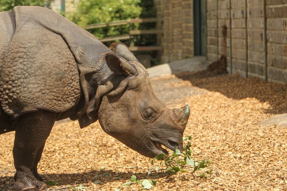 Orys es el nuevo rinoceronte indio de la Reserva de Port Lympne en Kent