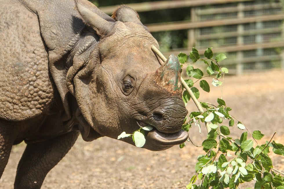 Orys es el nuevo rinoceronte indio de la Reserva de Port Lympne en Kent