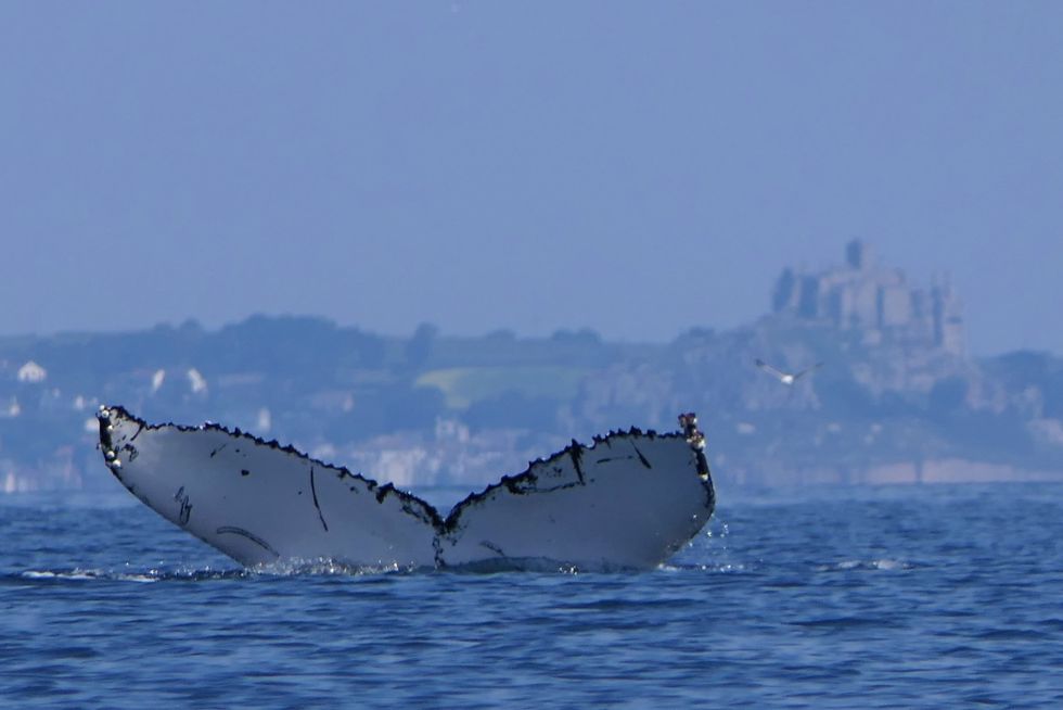 Rupert Kirkwood, de 62 años, de Holsworthy, en Devon, filmó el momento en que una ballena Minke lo rodeó durante 20 minutos.