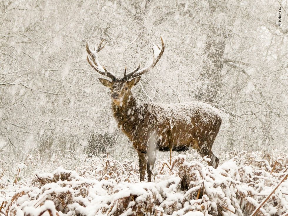 Ciervo rojo en la nieve en Richmond Park, Londres (Joshua Cox,/Wildlife Photographer of the Year/PA)