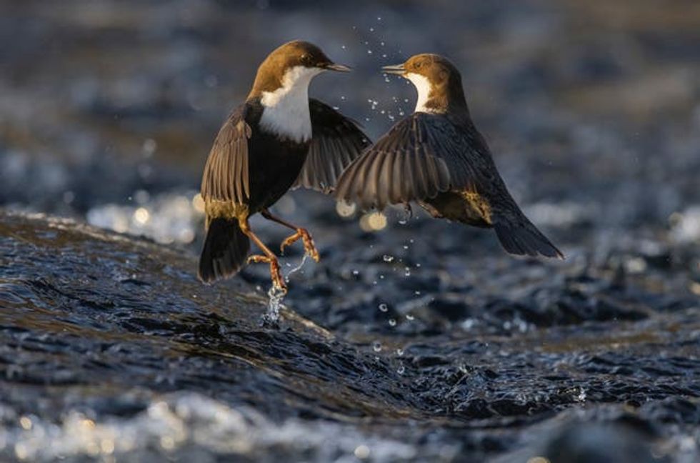 Fotógrafo de fauna salvaje del año